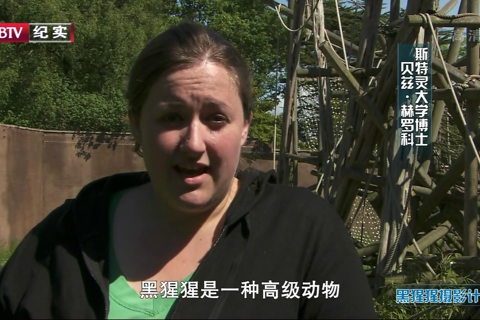BBC自然世界.黑猩猩摄影计划 