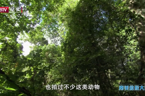 BBC自然世界.南美食猴大雕 