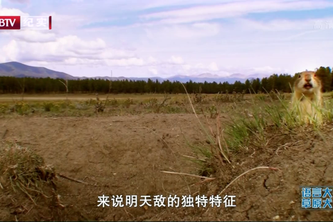 BBC自然世界.语言大师草原犬鼠 