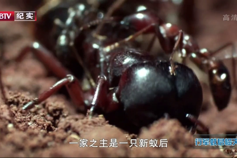 BBC自然世界.非洲行军蚁君临天下 