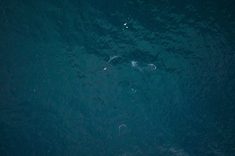 我们的星球第二季04