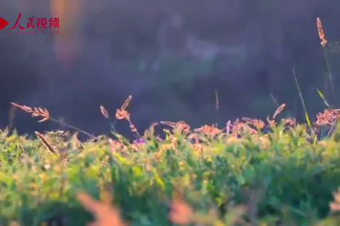 新时代·我在中国｜云南阿杜：我的未来在中国