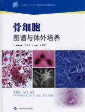 骨细胞图谱与体外培养