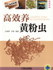 高效养黄粉虫