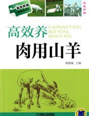 高效养肉用山羊