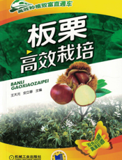 板栗高效栽培