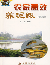 农家高效养泥鳅
