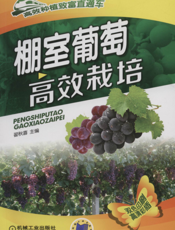 棚室葡萄高效栽培