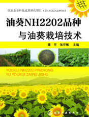 油葵NH2202品种与油葵栽培技术