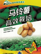 马铃薯高效栽培