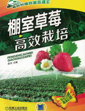 棚室草莓高效栽培