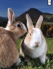 Zarrella's Hierarchy of Contagi - Dan Zarrella