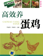 高效养蛋鸡