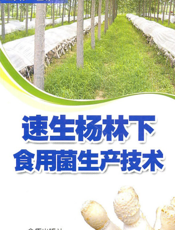 速生杨林下食用菌生产技术