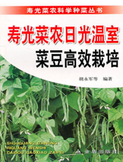 寿光菜农日光温室菜豆高效栽培