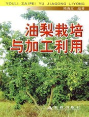 油梨 栽 培 与 加 工 利 用