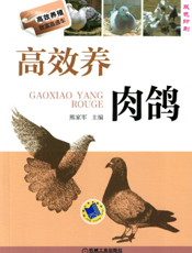 高效养肉鸽