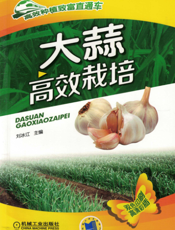 大蒜高效栽培