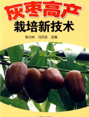 灰枣高产栽培新技术