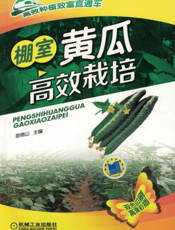 棚室黄瓜高效栽培