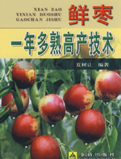 鲜枣一年多熟高产技术