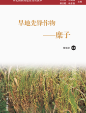 旱地先锋作物———糜子