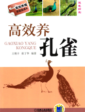 高效养孔雀