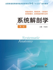系统解剖学