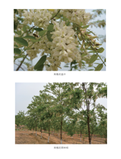 刺槐属和槐属新品种ＤＵＳ 测试技术研究