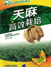 天麻高效栽培