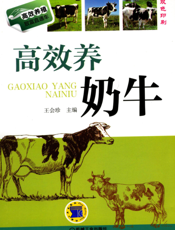 高效养奶牛