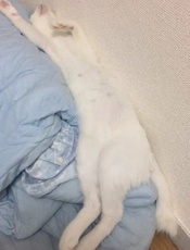 SpringBoot参考指南