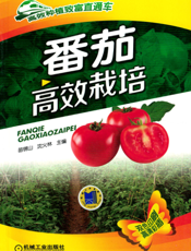 番茄高效栽培