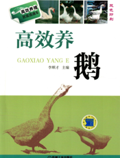高效养鹅