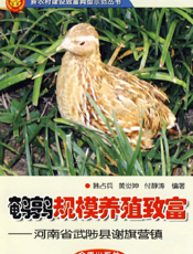 鹌鹑规模养殖致富河南省武陟县谢旗营镇